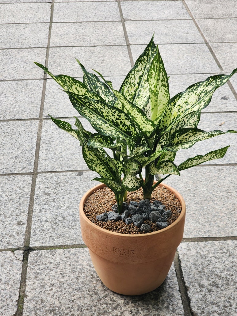 아글라오네마 이미지