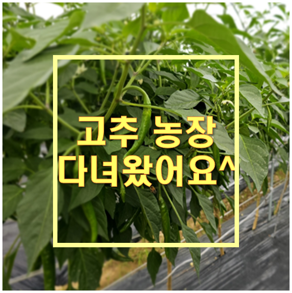 담주농장 이미지