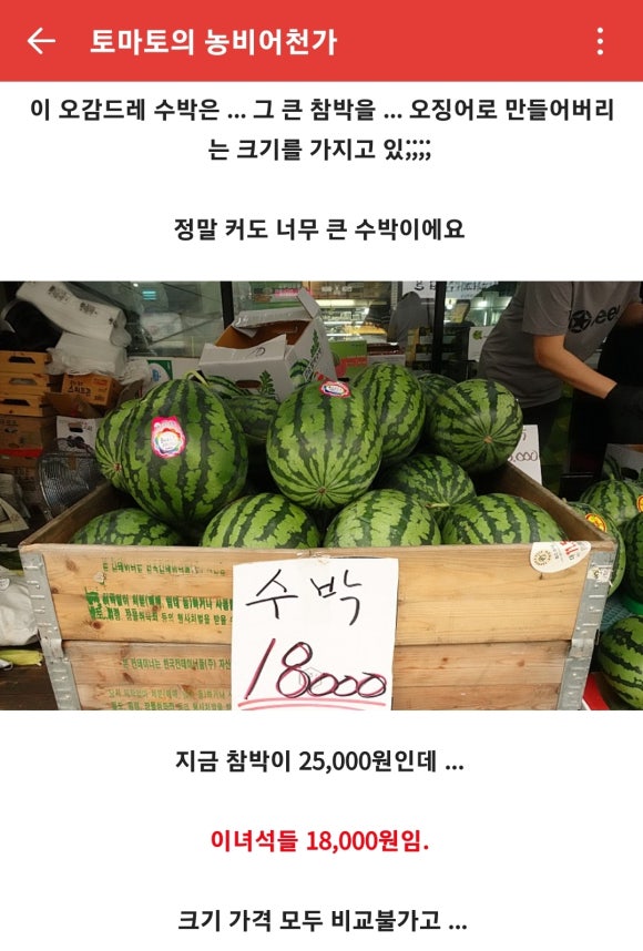 토마토의농비어천가 이미지