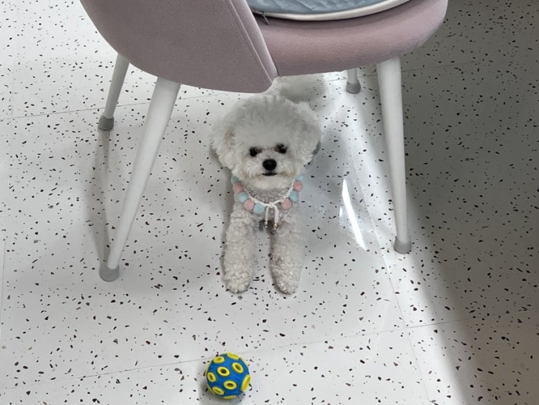 예그리다 이미지