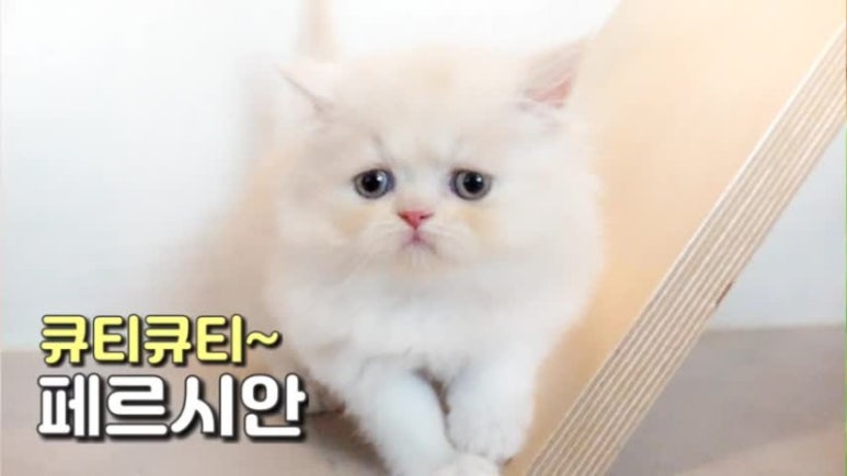 페르시안 이미지