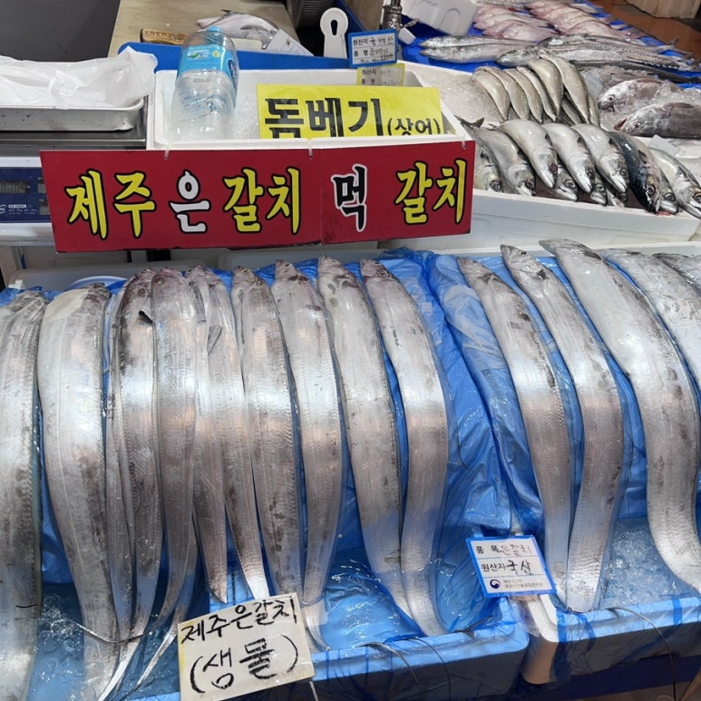 세성문어 이미지