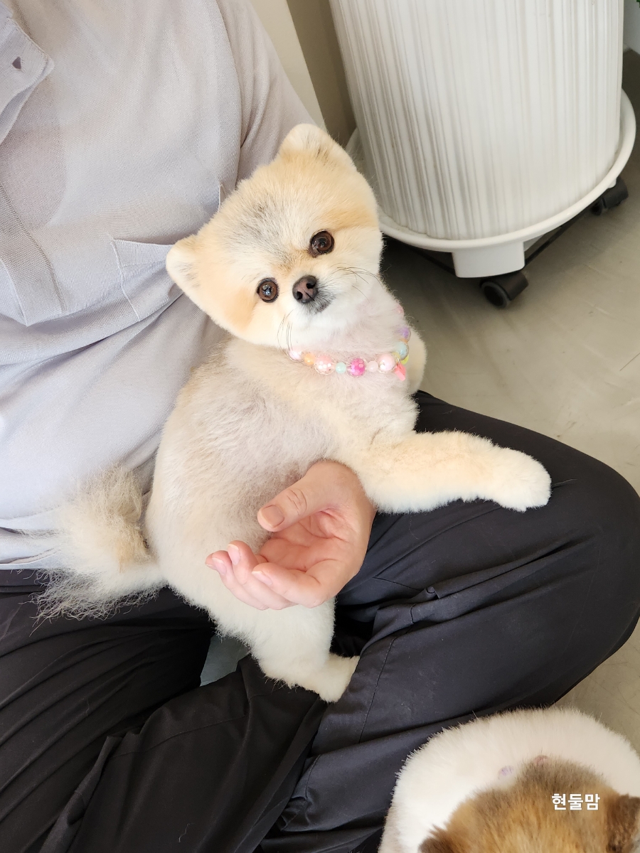 토리모찌 이미지