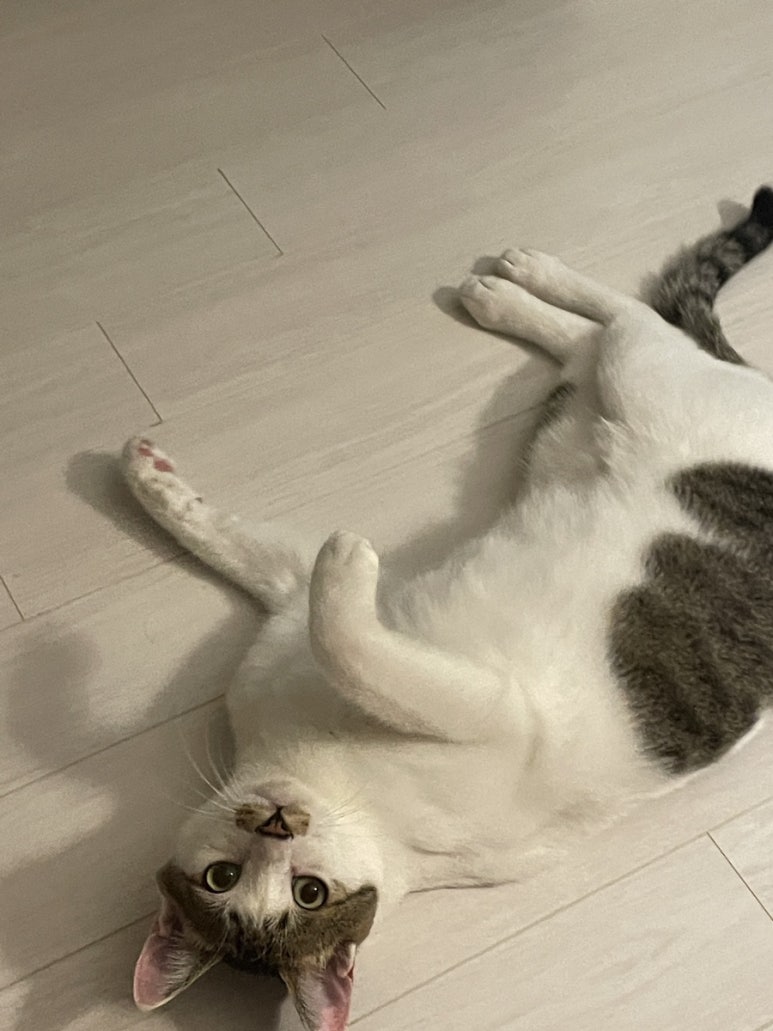 대구서문옛날카스테라 이미지