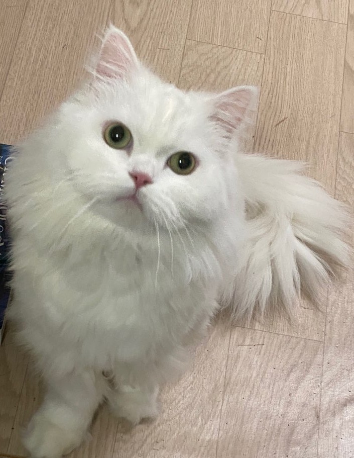 웰츠헤어 이미지