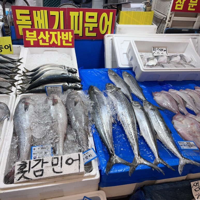 세성문어 이미지