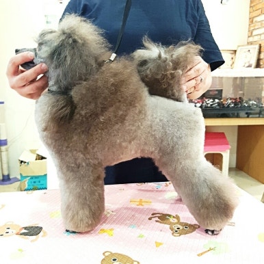 김성균애견미용학원 이미지