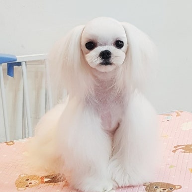 김성균애견미용학원 이미지