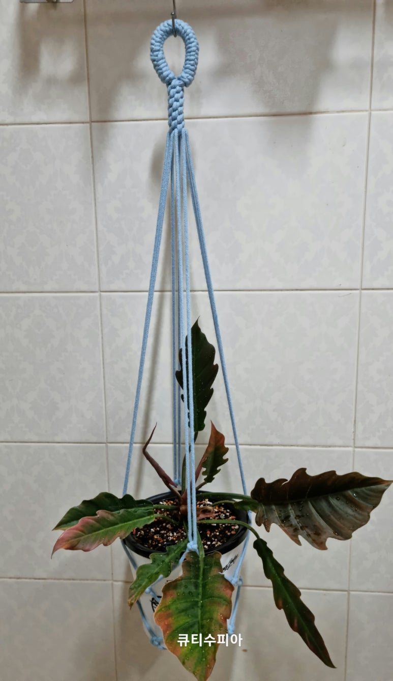 큐티수피아 이미지