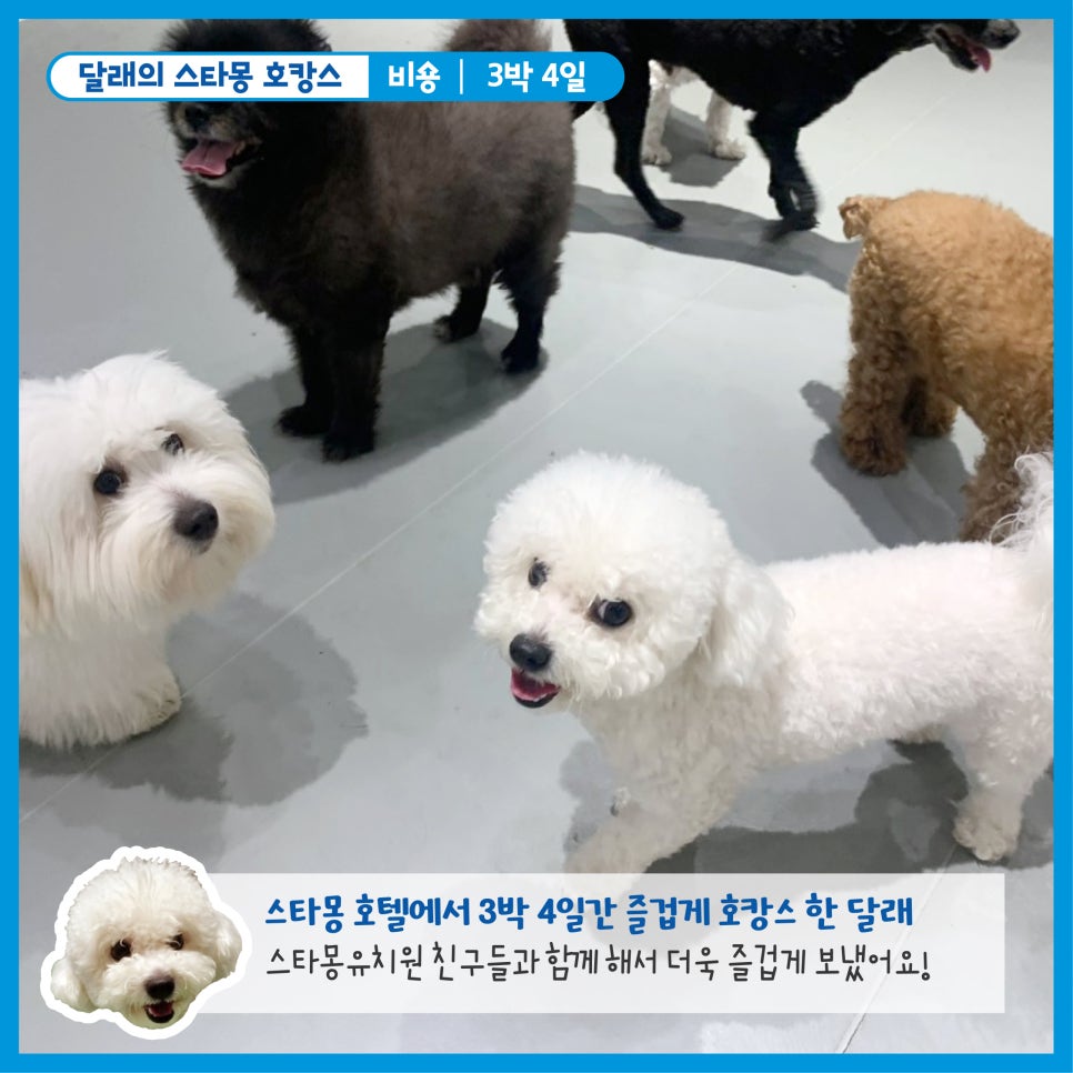 서초 스타몽 애견호텔, 강아지 호캉스 후기 및 비용 — 사진 2