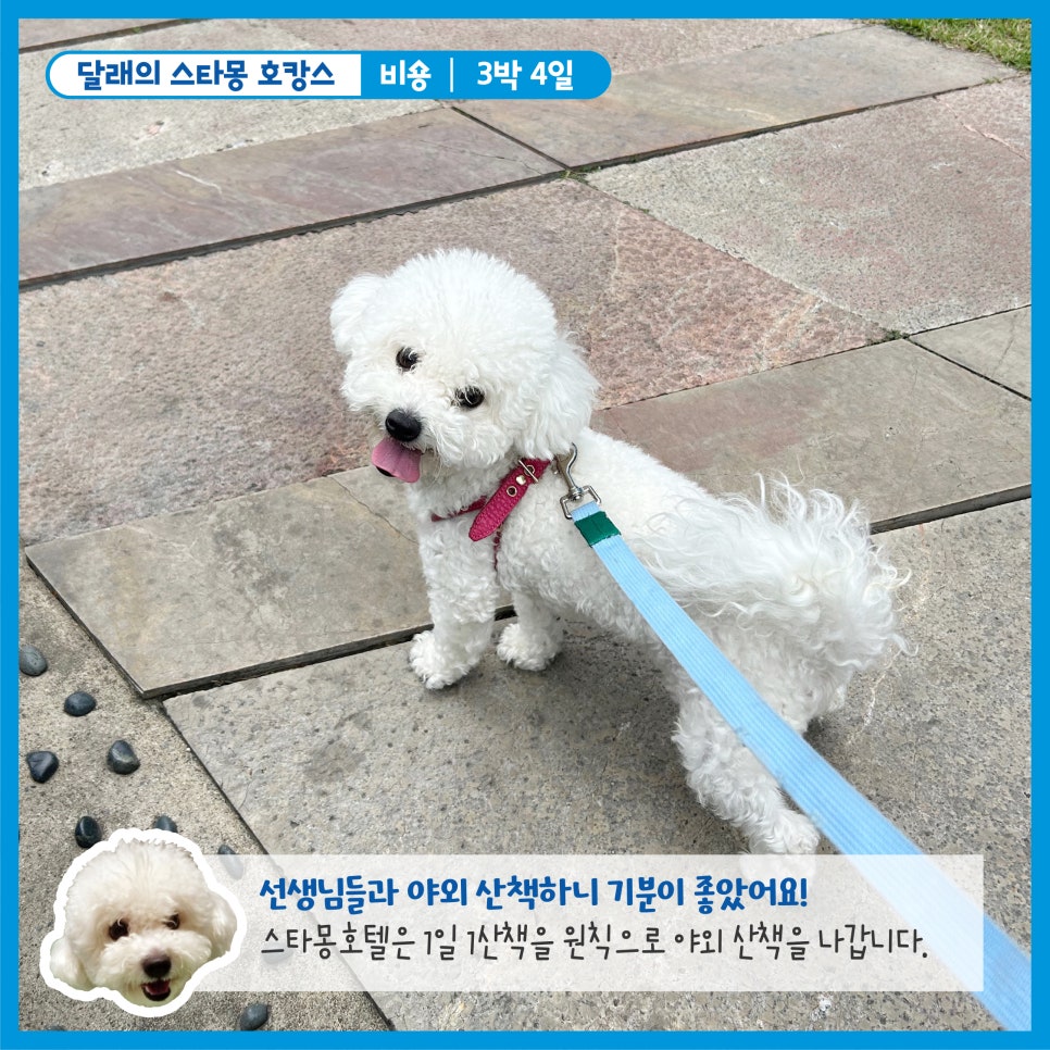 서초 스타몽 애견호텔, 강아지 호캉스 후기 및 비용 — 사진 3