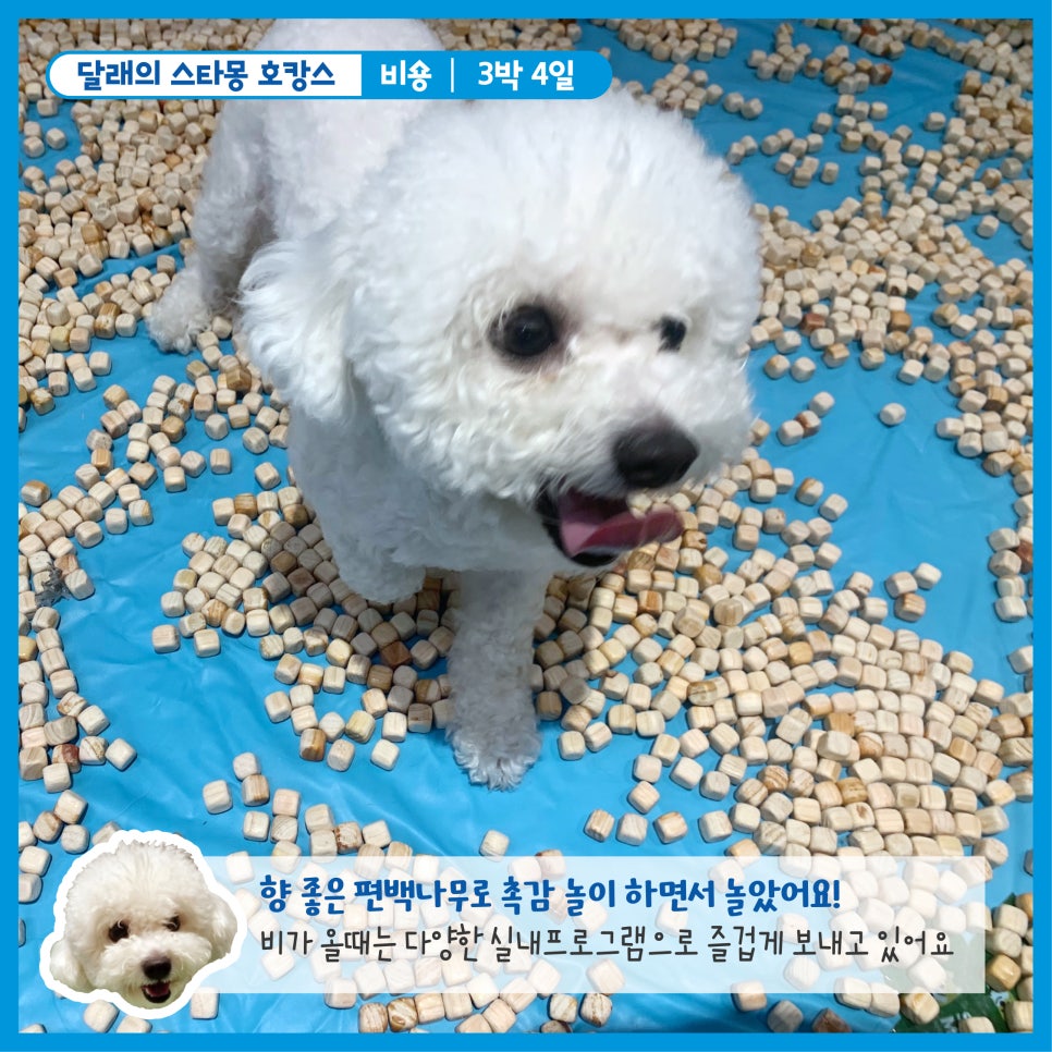 서초 스타몽 애견호텔, 강아지 호캉스 후기 및 비용 — 사진 4
