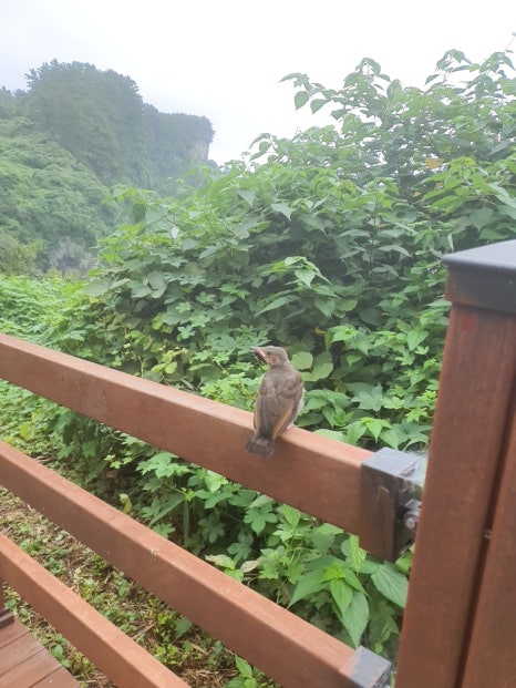 쉰장관 이미지