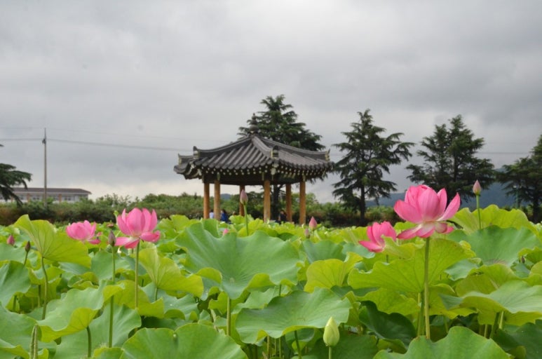 배선생 이미지