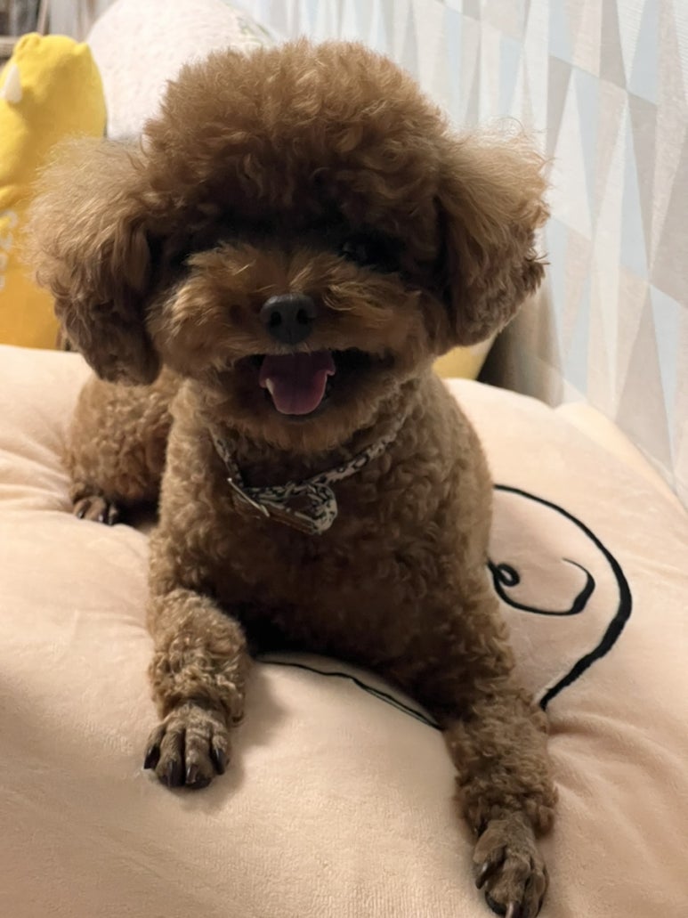 네네치킨일동점 이미지