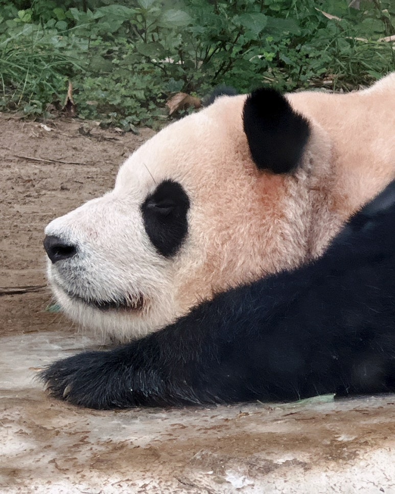 해피바오 이미지
