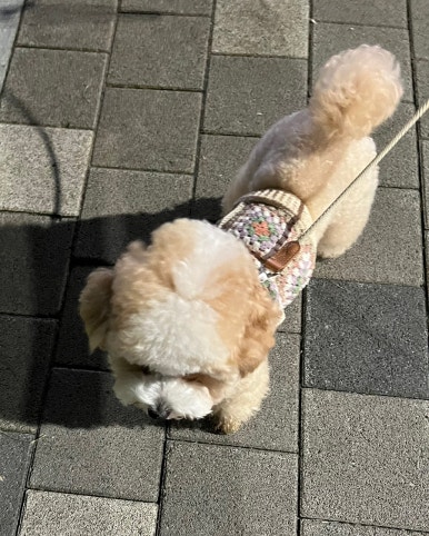 솜솜아이스 이미지