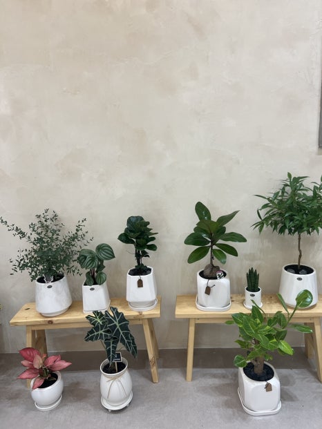 블룸더소브니 이미지