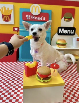 함개하자냥 이미지