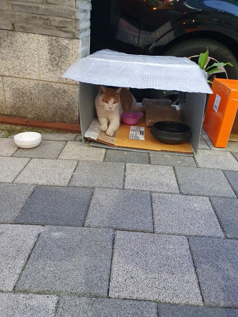 마이텐 이미지