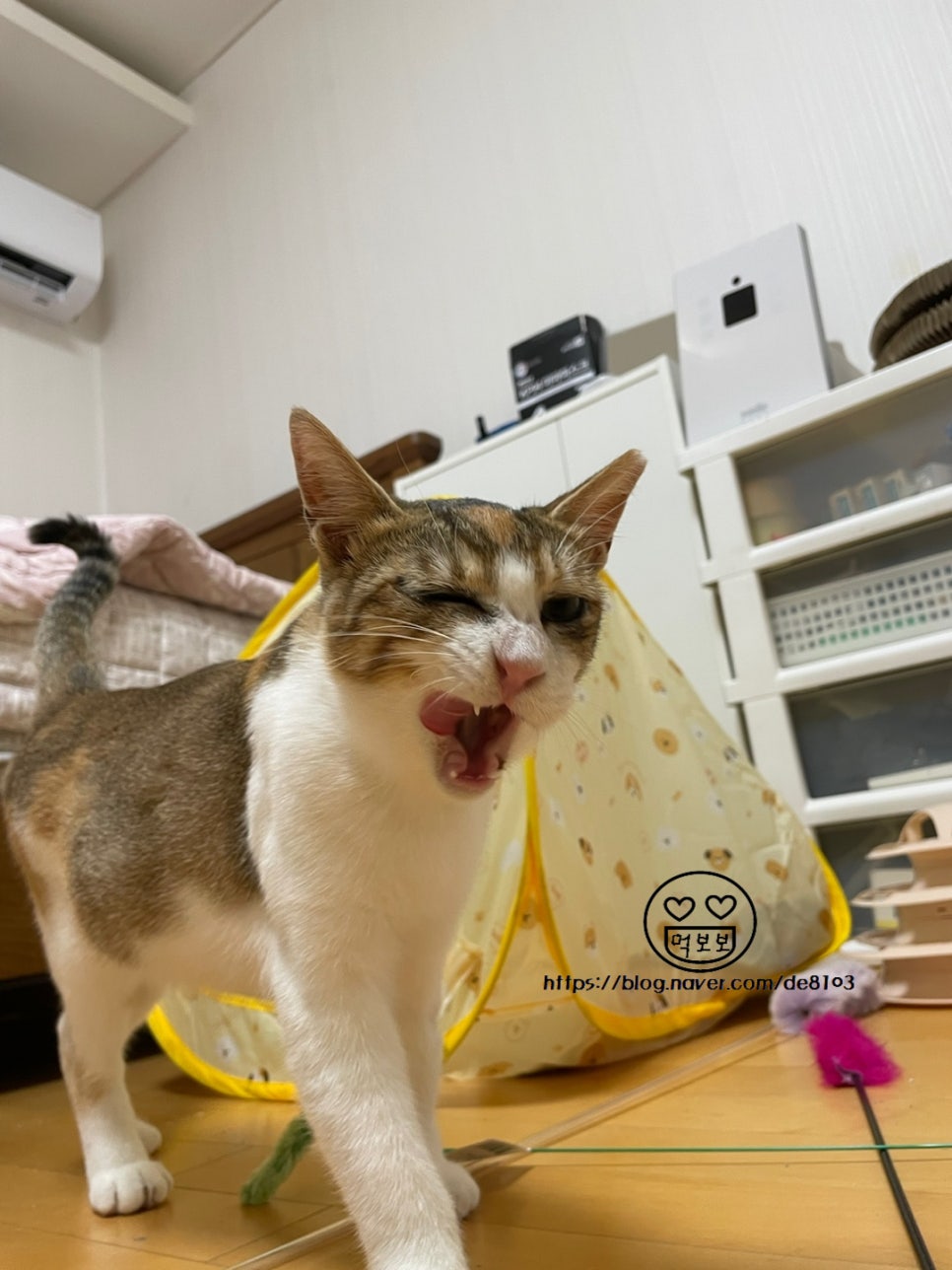 나나냥냥 이미지
