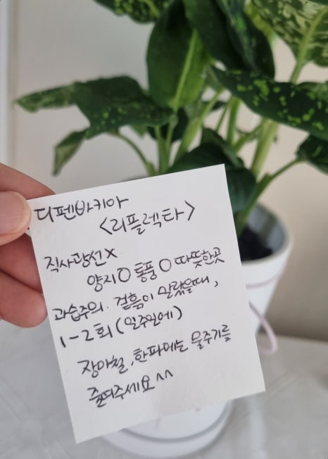 페트리코플라워 이미지