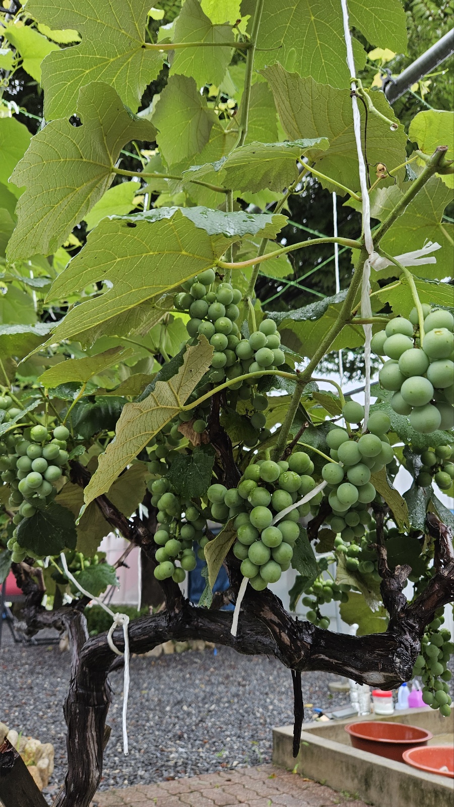 포도나무민박 이미지