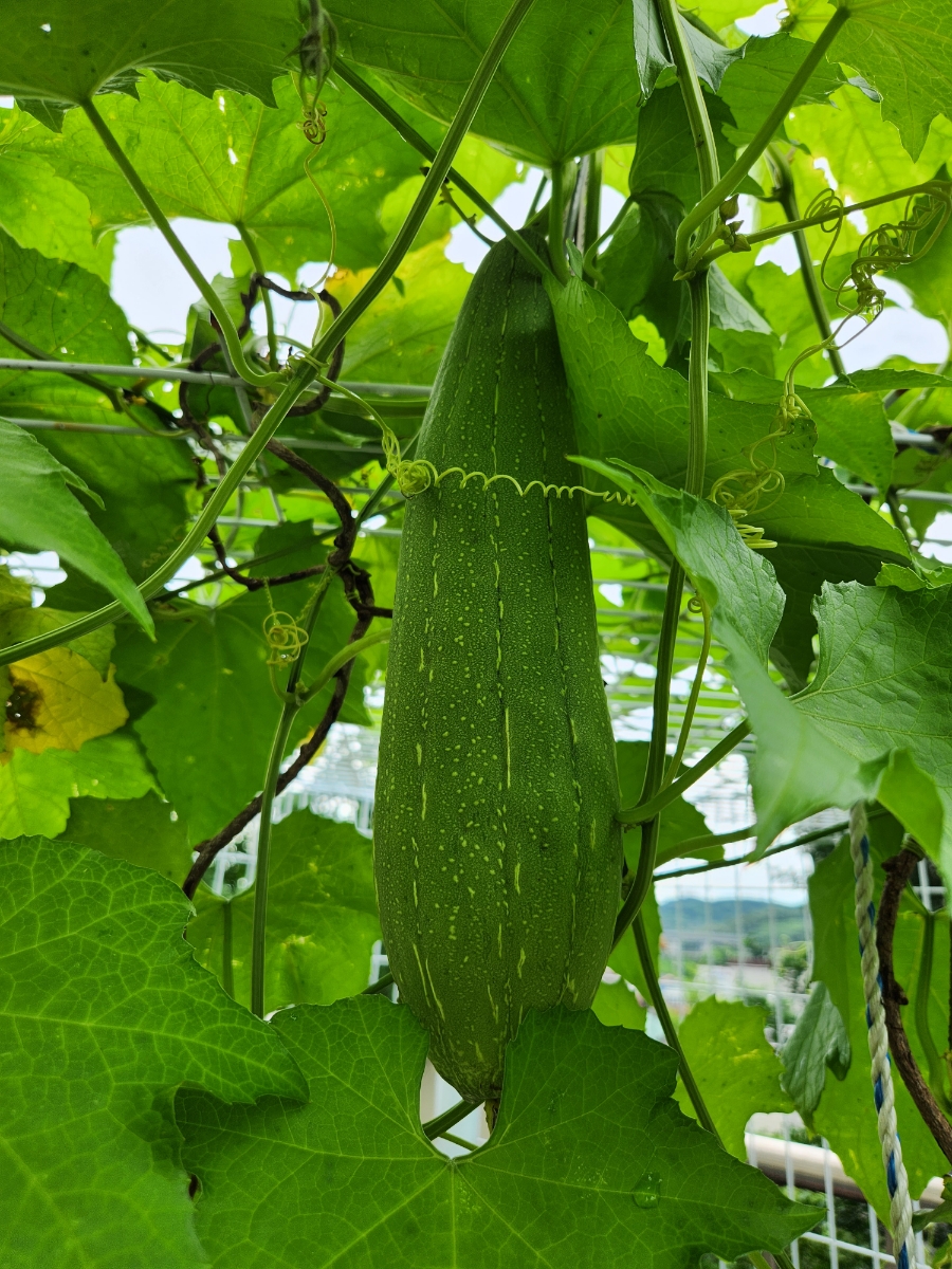 효소와발이야기 이미지