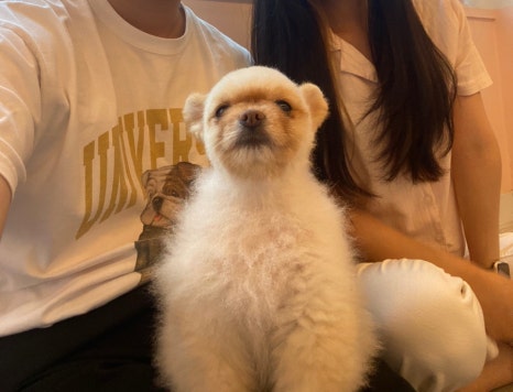 아따멍멍 이미지