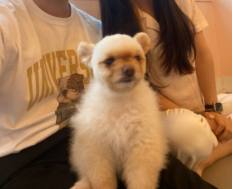 아따멍멍 이미지