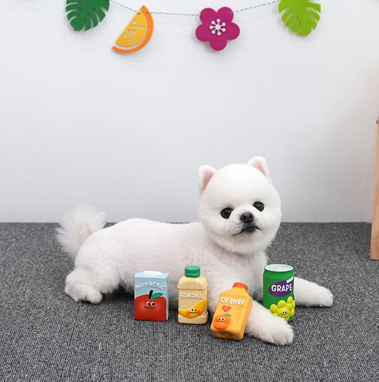 댕냥이라이프 강아지와고양이 애견용품펫마트 이미지