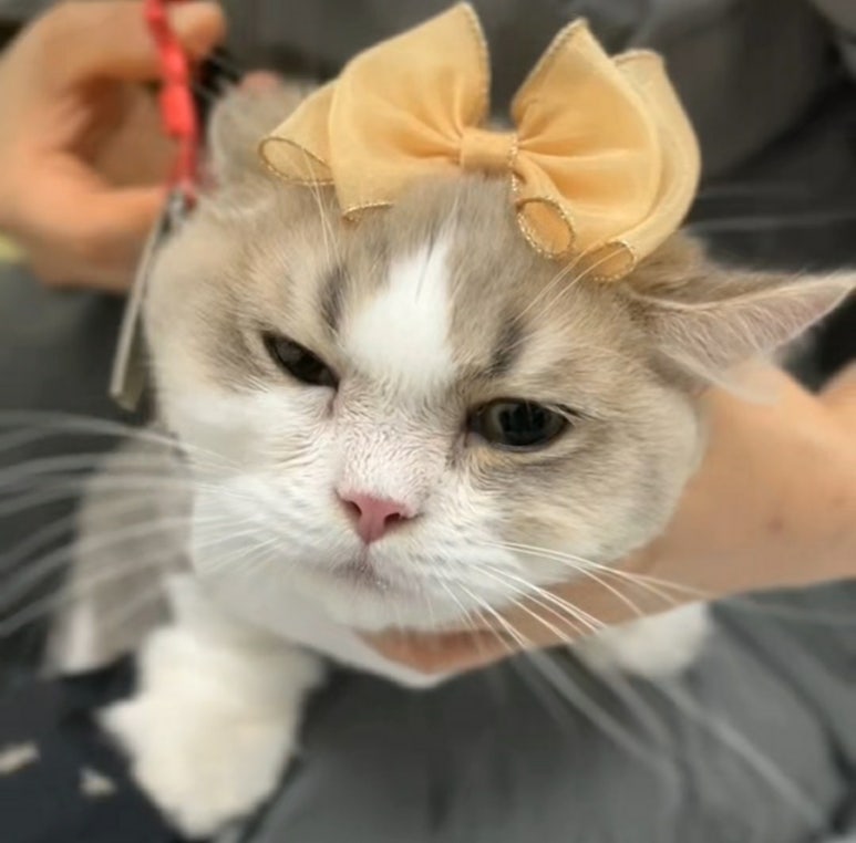 스완코코 이미지