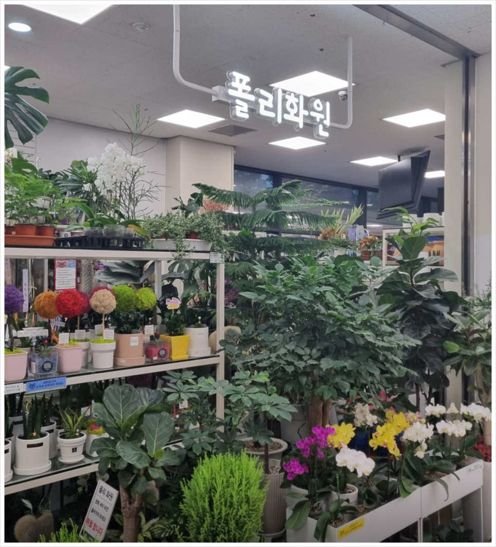 폴리화원 이미지