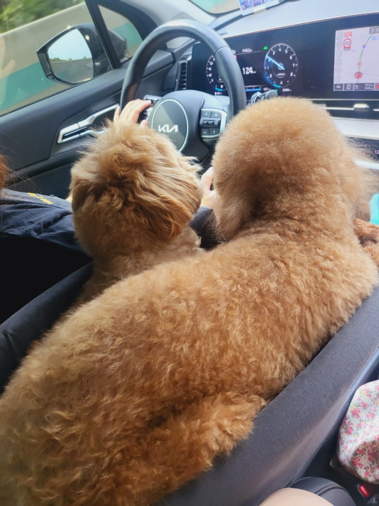 랑개 이미지