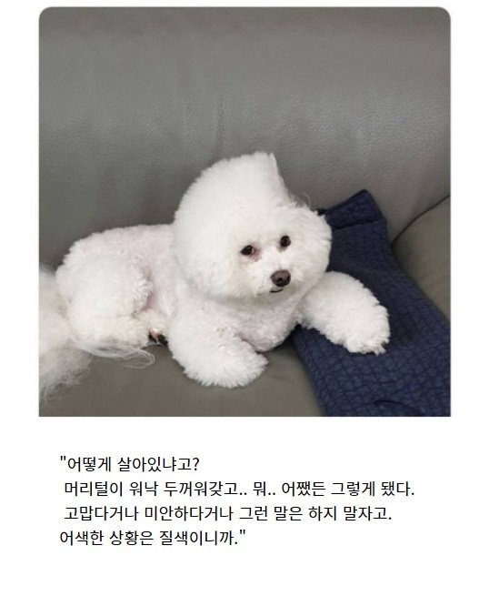 핑샵 이미지