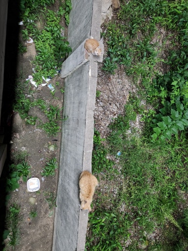 리얼야구존쌍사점 이미지