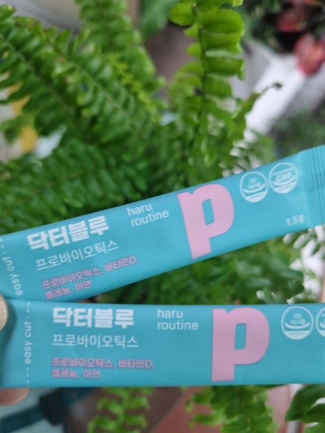 피누스스토어태양 이미지