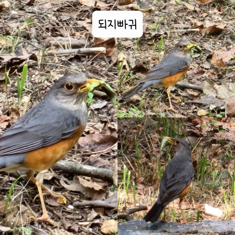 소선암자연휴양림 이미지