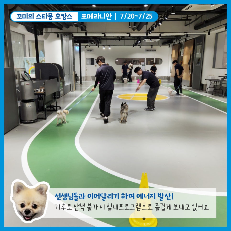 강남 애견호텔 스타몽, 강아지 여름 호캉스 후기 — 사진 4