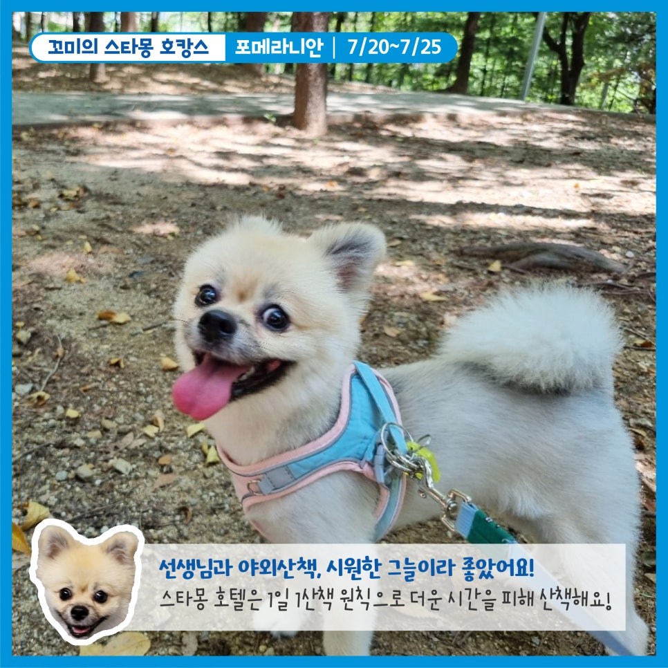 강남 애견호텔 스타몽, 강아지 여름 호캉스 후기 — 사진 3