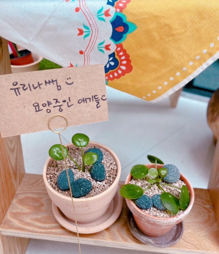 엘림플라워 이미지