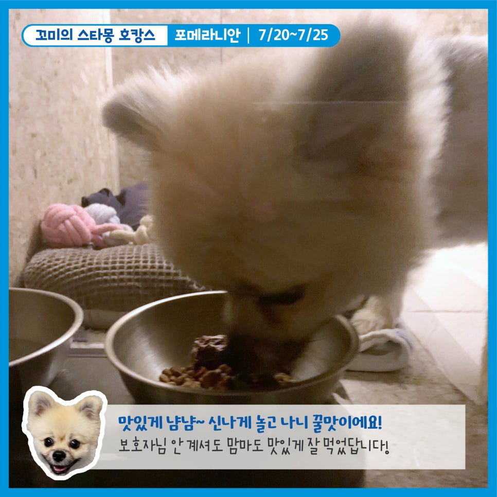 강남 애견호텔 스타몽, 강아지 여름 호캉스 후기 — 사진 6