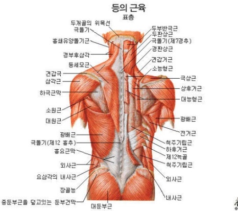 근육풀이 이미지