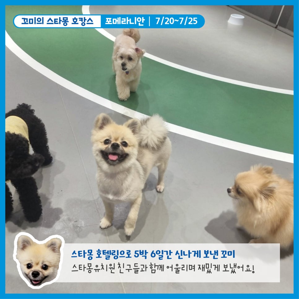 강남 애견호텔 스타몽, 강아지 여름 호캉스 후기 — 사진 2