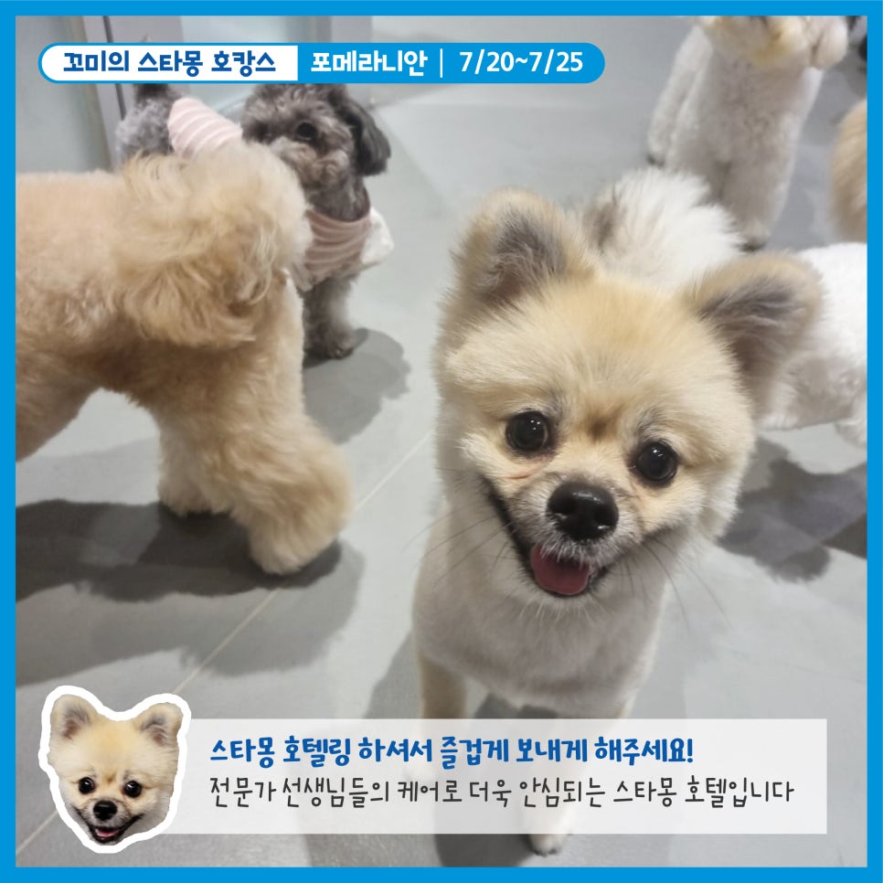 강남 애견호텔 스타몽, 강아지 여름 호캉스 후기 — 사진 8