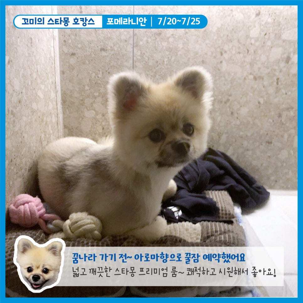 강남 애견호텔 스타몽, 강아지 여름 호캉스 후기 — 사진 7