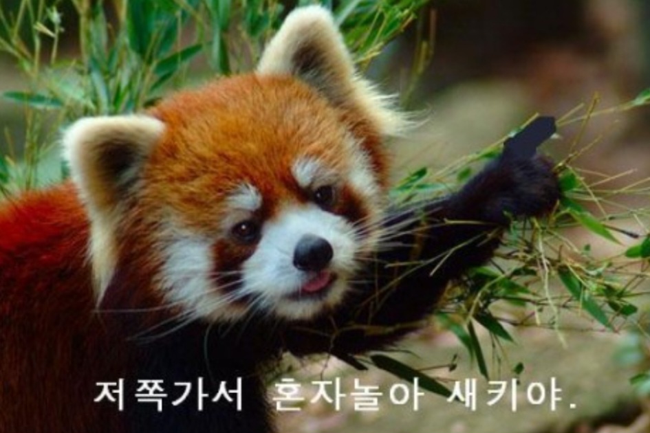 오꾸닭 이미지