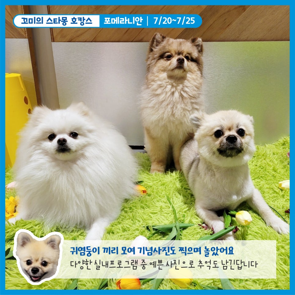 강남 애견호텔 스타몽, 강아지 여름 호캉스 후기 — 사진 5