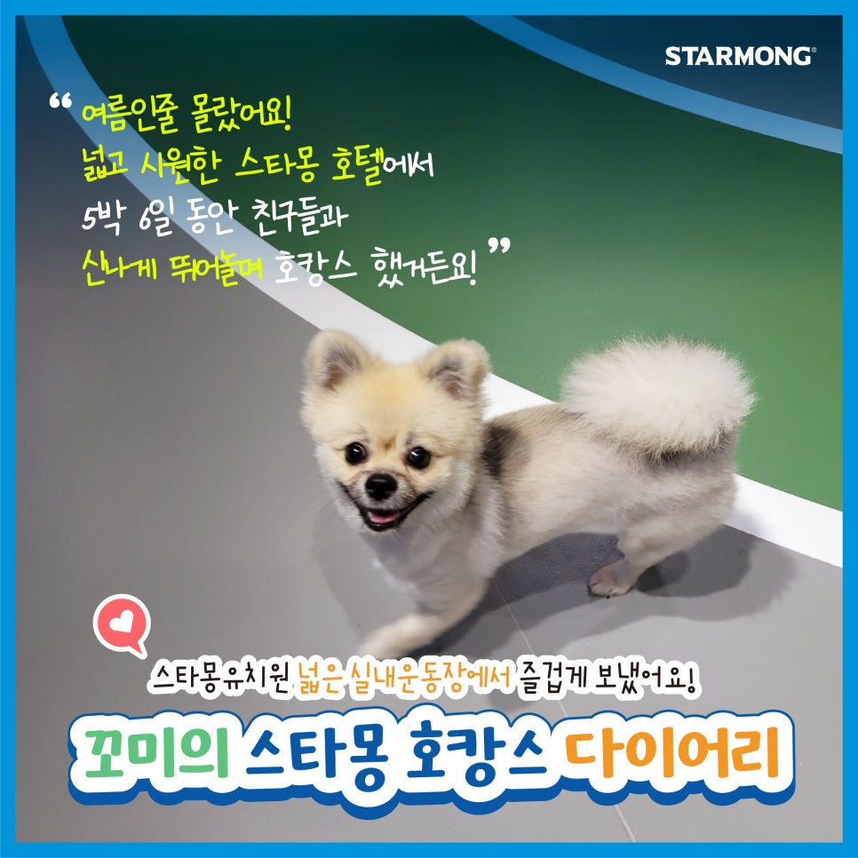 강남 애견호텔 스타몽, 강아지 여름 호캉스 후기