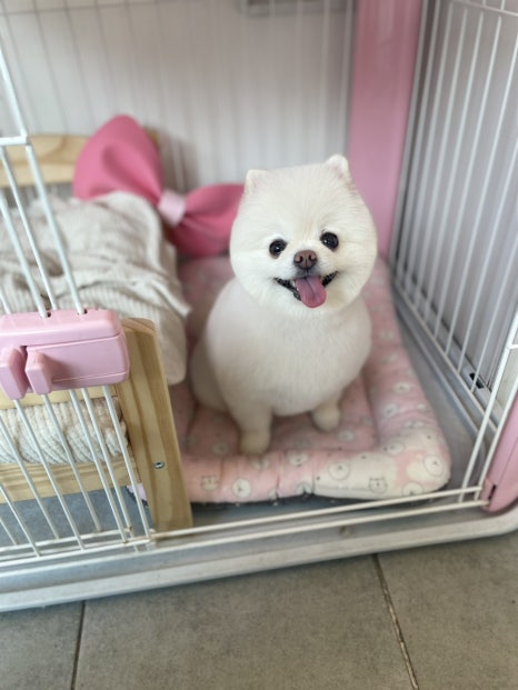 가위공쥬 이미지